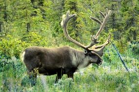 horned moose Alaska