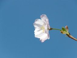 flower of the ornamental cherry close-up
