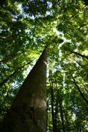wood trunk sky view