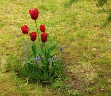 tulips in the spring garden