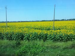 sunflower field in tuscany on a sunny day