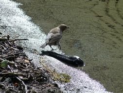 bathing wild bird