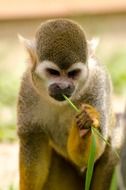 Common squirrel monkey amazon rainforest