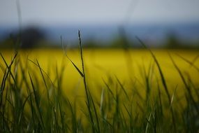 field of rapeseeds cultivation