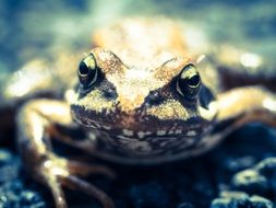 Close-up portrait of the colorful frog looking straight