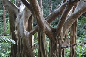 Trees on Barbados