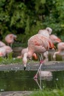 flamingo is a water bird