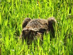 Beautiful, colorful and cute hare in the green and yellow grass