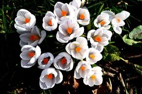 bright spring flowers in the bright sun