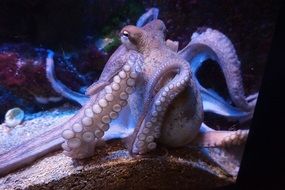 squid in aquarium
