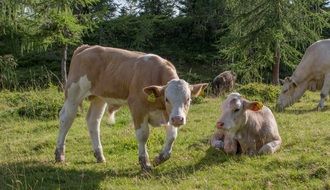 amazing alpine austria cows