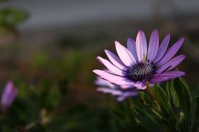 purple flower in the meadow at dusk