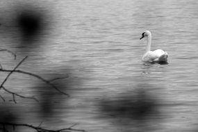 swan on the surface of the river