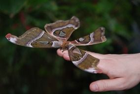 large butterfly on the human hand