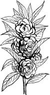 black and white drawing roses