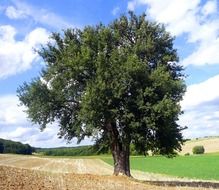 pear tree in the field after harvest
