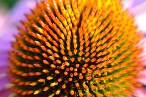 inflorescence of echinacea close-up