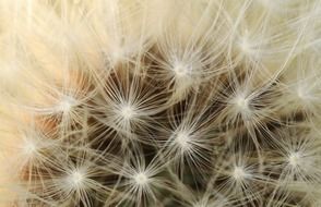 dandelion boll seeds