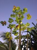 High palm tree in Mexico