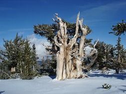 dry trees amid beautiful nature in nevada