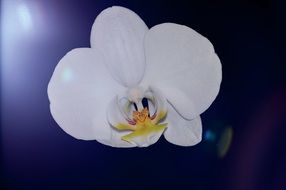 white orchid flower on dark blue background