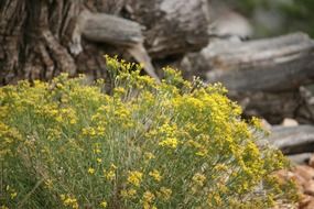 yellow flowers in the desert on a blurred background