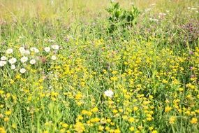 Wild flowers on the field in summer