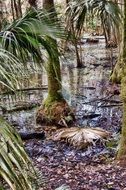 wetland in Highlands Hammock State Park