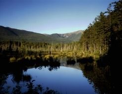 reflection forest lake landscape