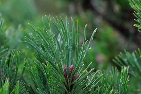 coniferous branch with dew drops