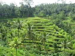 landscape of green nature