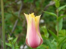 yellow pink tulip