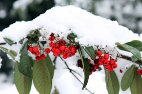 red berries on a branch under the snow