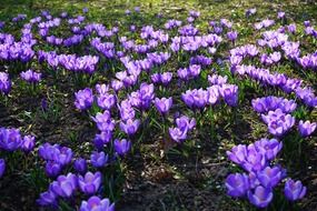 blooming violet crocuses on the field