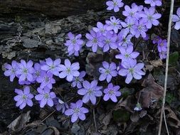 violet forest flowers