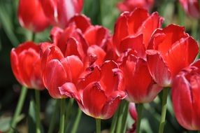 red tulips on the bed