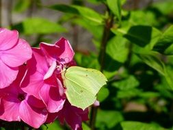 close Picture of green butterfly on a pink flower