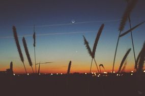 blooming grass against the background of the night city