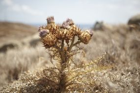 closeup photo of Dry thistle flower on the field