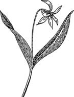 drawing of a plant with flower