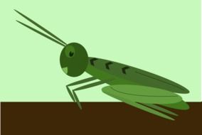 graphic image of a green grasshopper