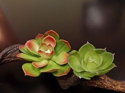 two small succulent plants
