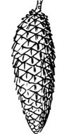 conifer drawing