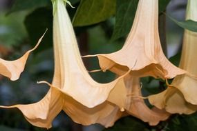 angel trumpets in South America