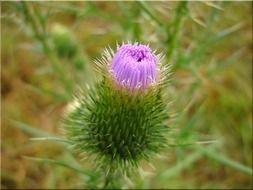 close-up photo of thistle bloom in summer