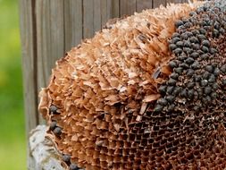 sunflower with dried seeds