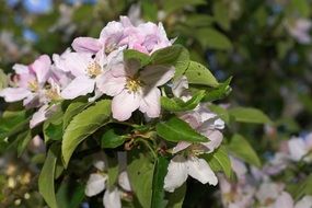 pink flowers apple tree