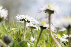 white daisies on the meadow