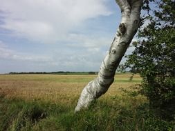 tree on a wheat field