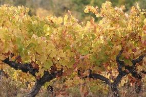 vine leaves and grapes in autumn